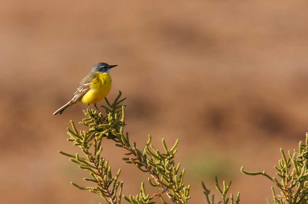 Imagen 6 de la galería de Lavandera boyera - Western Yellow Wagtail